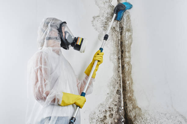 Why You Should Choose Our Mold Remediation Services in Ocoee, FL